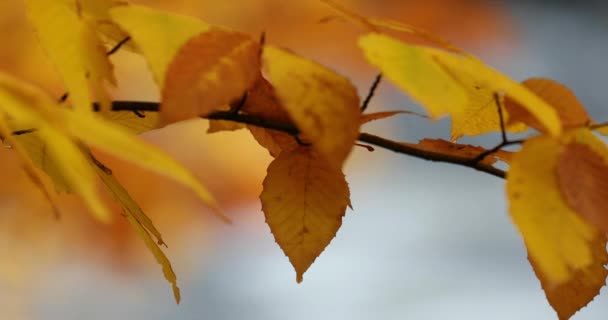 Autumn leaves change color and fall to the forest by a flowing creek rapids — Stock Video