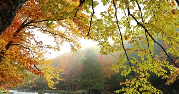 Folhas de outono mudam de cor e caem para a floresta por um riacho fluindo corredeiras — Vídeo de Stock