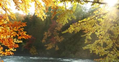 Renkli sonbahar mevsimi ağaçlardan düşen orman yaprakları