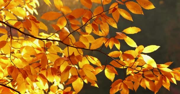Colorido Outono temporada floresta folhas caem das árvores — Vídeo de Stock