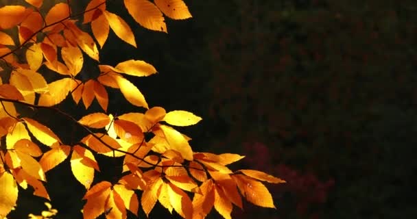 Colorido Outono temporada floresta folhas caem das árvores — Vídeo de Stock