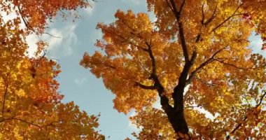 Renkli sonbahar mevsimi ağaçlardan düşen orman yaprakları