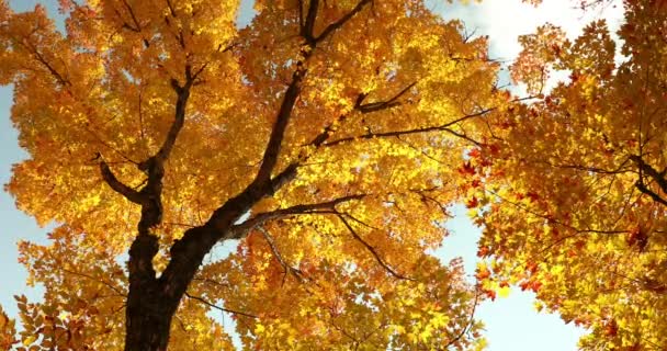 Барвистий осінній сезон лісове листя падає з дерев — стокове відео