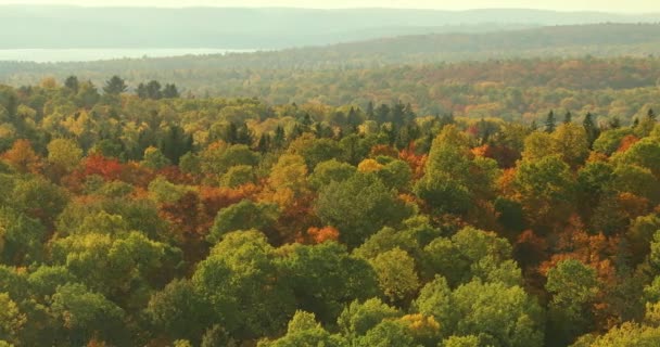 五彩缤纷的秋天荒野森林和树木 — 图库视频影像