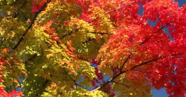 Renkli sonbahar mevsimi ağaçlardan düşen orman yaprakları