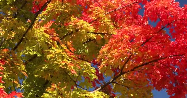 Buntes Herbstlaub fällt von den Bäumen — Stockvideo