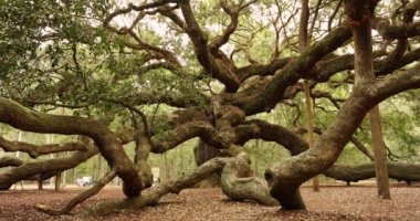 Charleston Güney Carolina yakınlarındaki Angel Oak ağacı.