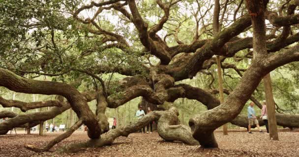 Angel Oak tree cerca de Charleston Carolina del Sur EE.UU. — Vídeos de Stock