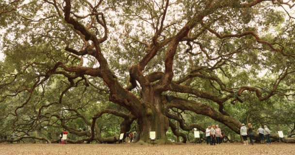 Angel Oak δέντρο κοντά Charleston Νότια Καρολίνα ΗΠΑ — Αρχείο Βίντεο