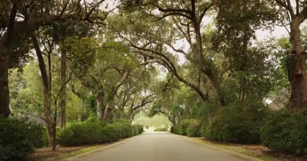 Plantation forest road — Stock video