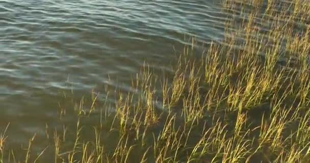 Mashland herbe et roseaux poussent à partir d'une rivière — Video