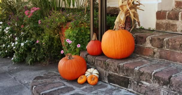 Dynia i squash na wejściu do domu jesienią — Wideo stockowe
