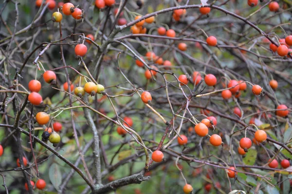 Baies Dans Jardin Ville — Photo