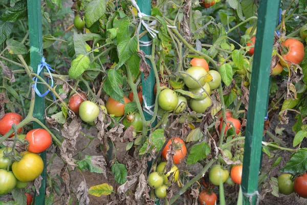 Cultiver Des Tomates Dans Jardin — Photo