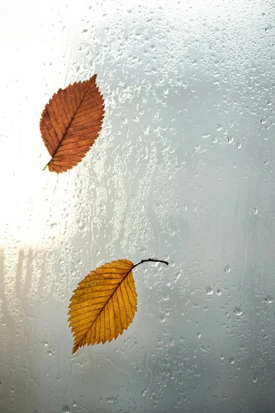 秋天的树叶和雨滴在窗玻璃上 秋天的天气 季节性秋季背景 — 图库照片