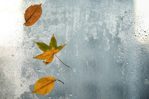 秋天的树叶和雨滴在窗玻璃上 秋天的天气 季节性秋季背景 — 图库照片