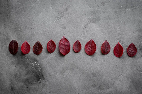 Autumnal minimal composition. Pattern made of red fall leaves in row on dark background, autumn concept. Flat lay, top view.