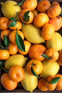 Çeşitli Narenciye meyve - limon, mandalina, portakal yaprakları ile. Taze organik narenciye olarak arka plan, yakın çekim.