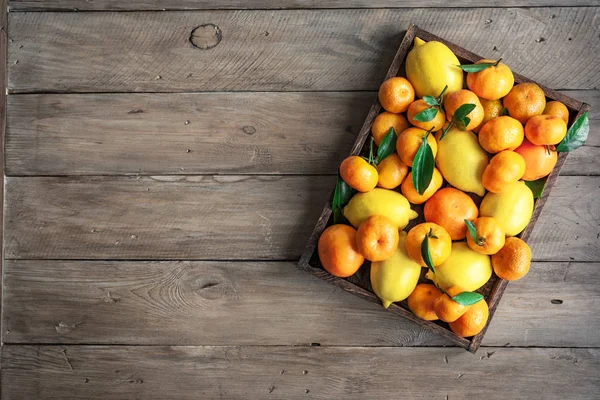 Diverse Citrus Vruchten Vak Citroenen Mandarijnen Sinaasappels Met Bladeren Verse — Stockfoto
