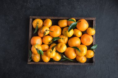 Mandalina (portakal, clementines, narenciye) siyah arka plan, kopya alanı kutusunda yeşil yaprakları ile.
