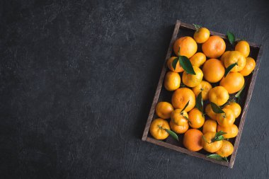 Mandalina (portakal, clementines, narenciye) siyah arka plan, kopya alanı kutusunda yeşil yaprakları ile.