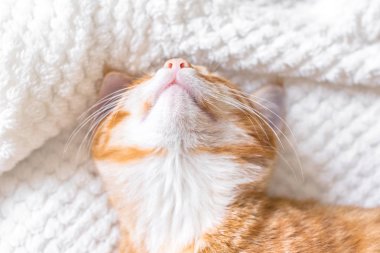 Yumuşak beyaz bir battaniye var, uyku zencefil kedi portre kadar rahat eve kapatın ve kavramı, şirin kırmızı ya da zencefil küçük kedi sakin ol.