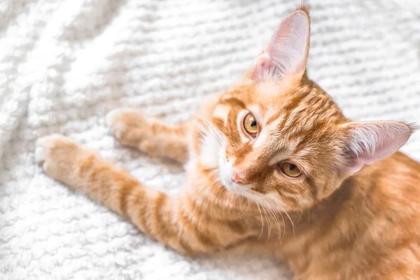 Ingwerkatze Auf Weicher Weißer Decke Nahsicht Gemütliches Wohn Und Entspannungskonzept — Stockfoto