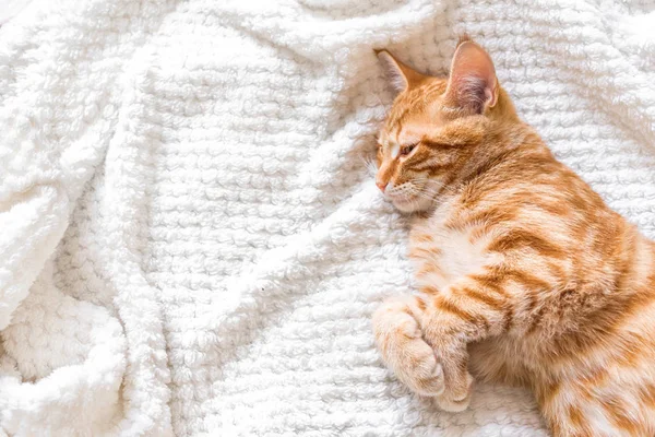 Τζίντζερ Γάτα Που Κοιμάται Στον Μαλακό Λευκό Κάλυμμα Άνετο Σπίτι — Φωτογραφία Αρχείου