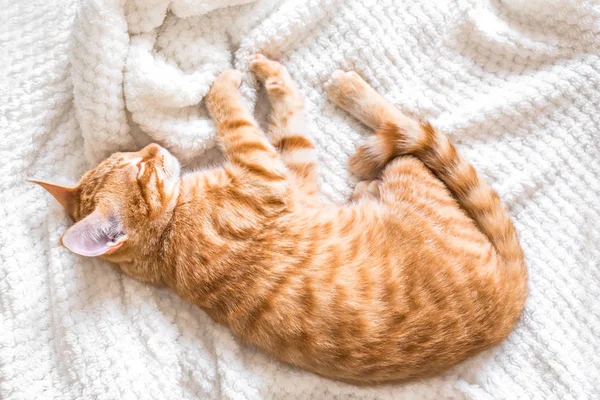 Zázvor Kočka Spící Měkkou Bílou Přikrývkou Útulný Domov Relaxovat Konceptu — Stock fotografie