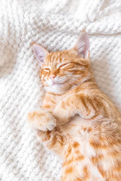 Ginger Γάτα Στον Ύπνο Απαλό Λευκό Κουβέρτα Κοντινό Πορτρέτο Άνετο — Φωτογραφία Αρχείου
