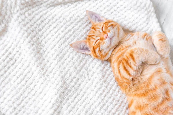 Yumuşak beyaz bir battaniye var, rahat eve uyuyan kedi zencefil ve kavramı, şirin kırmızı ya da zencefil küçük kedi sakin ol.