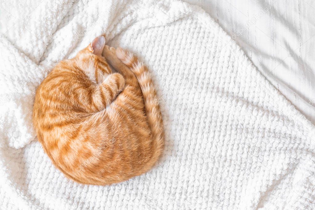 Ginger cat sleeping on soft white blanket, cozy home and relax concept, cute red or ginger little cat.