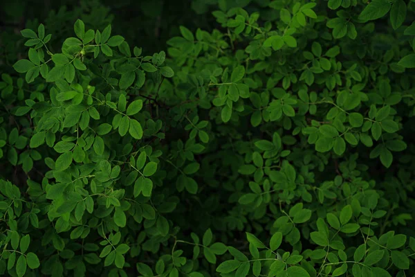 Green leaves background — Stock Photo, Image