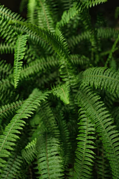 Verde samambaia folhas fundo — Fotografia de Stock