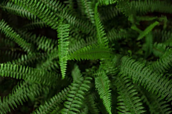 Verde samambaia folhas fundo — Fotografia de Stock