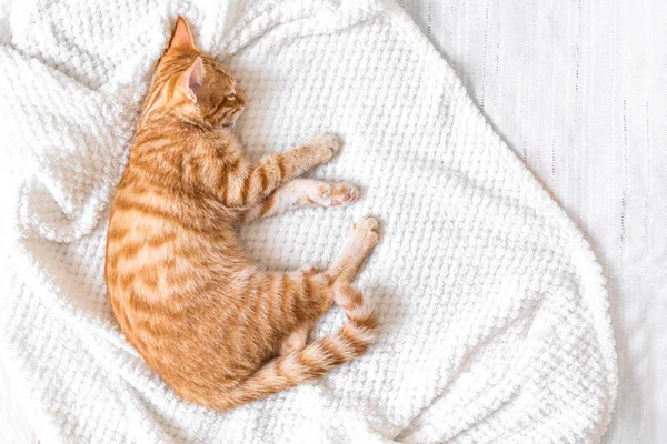 Ginger gato relaxante — Fotografia de Stock