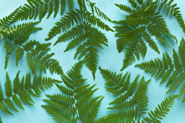 eğreltiotu yaprakları