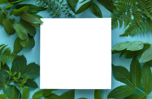 緑の葉のフレーム — ストック写真