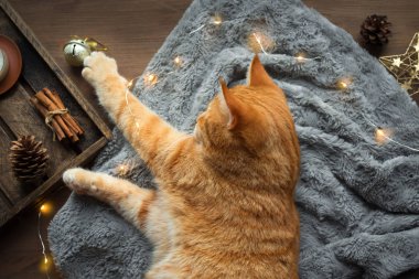 Zencefil kedi ile Noel ruh hali