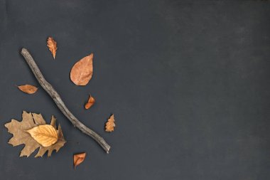 Autumn Leaves 'in yaratıcı yatağı. Arka planda kal. Kurumuş yapraklar ve tahta sopa siyaha, Şükran Günü konsepti, üst manzara, kopyalama alanı.