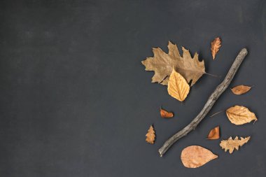 Autumn Leaves 'in yaratıcı yatağı. Arka planda kal. Kurumuş yapraklar ve tahta sopa siyaha, Şükran Günü konsepti, üst manzara, kopyalama alanı.
