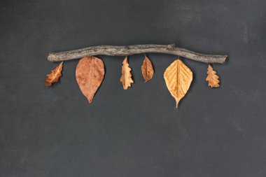 Autumn Leaves 'in yaratıcı yatağı. Arka planda kal. Kurumuş yapraklar ve tahta sopa siyaha, Şükran Günü konsepti, üst manzara, kopyalama alanı.
