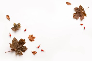 Sonbahar kompozisyonu - sonbahar akçaağaç yaprakları beyaz arka planda izole, yaratıcı düz döşeme, üst manzara, kopyalama alanı. Mevsimlik sonbahar konsepti.