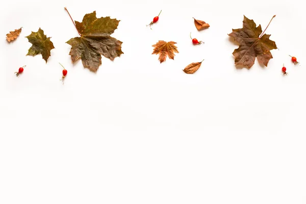 Composição Outono Folhas Bordo Outono Isoladas Fundo Branco Leigos Planos — Fotografia de Stock