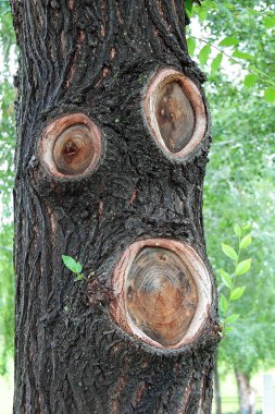 Bir yüz ile sihirli bir ağaç. Elf, cin, woodman.