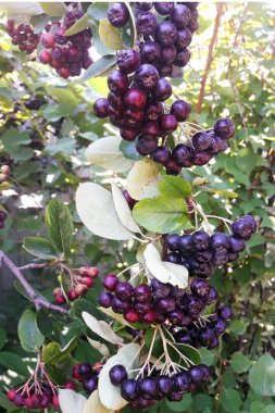 Açık Mobil atış Aronia chokeberry dal hasat edilebilir hazır içeren