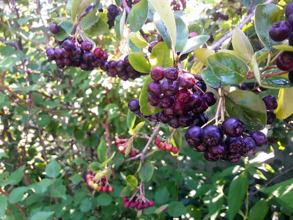 Açık Mobil atış Aronia chokeberry dal hasat edilebilir hazır içeren
