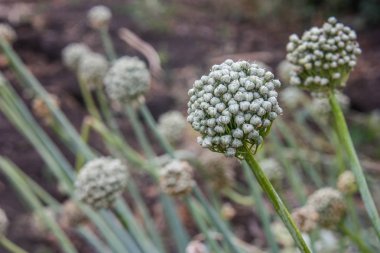 Sonbahar alan veya bahçe çiçek açan soğan beyaz çiçekler.