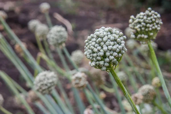 Sonbahar alan veya bahçe çiçek açan soğan beyaz çiçekler.