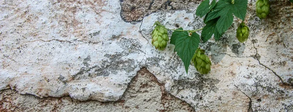 Green blooming liana of natural fresh hop plant with flowers. Summer and autumn time. Front view. — Stock Photo, Image